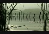 Through The Reeds